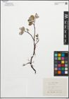 Foto von Salix reticulata L.